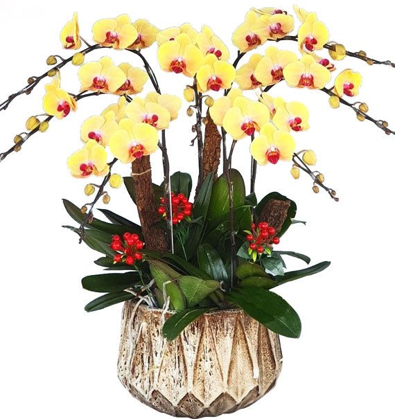 Hoàng Vận Tân Gia