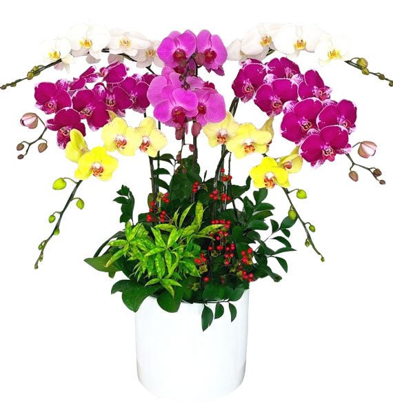 Hội Tụ Sắc Hương