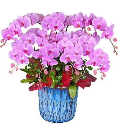 Hồng Kiêu Sa