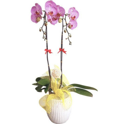 Hồng Lộc