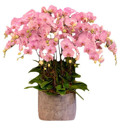 Hồng Lụa Cao Sang