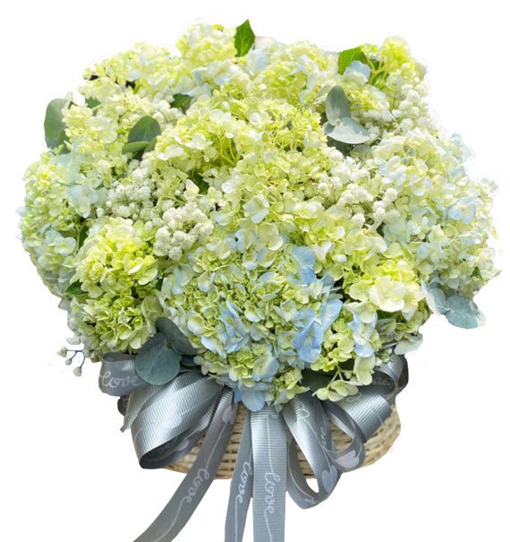 Hồng Phát - Hoa Sài Gòn