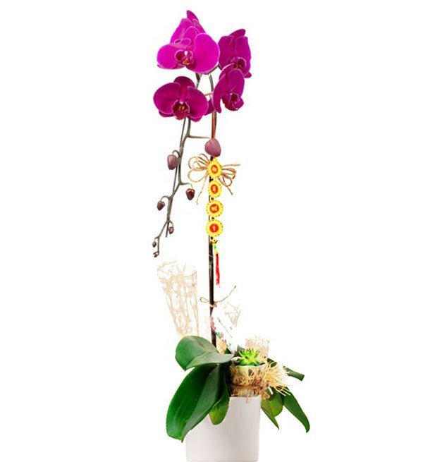 Hồng Phát Cát Tường