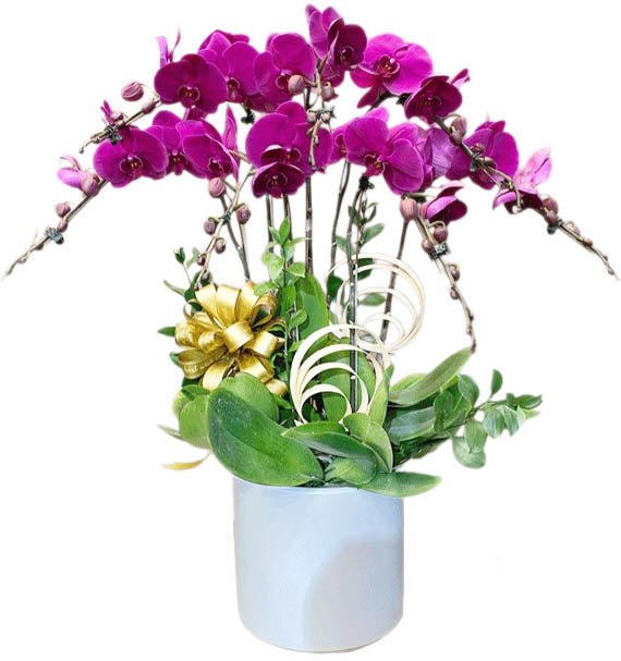 Hồng Phát Khởi Đầu