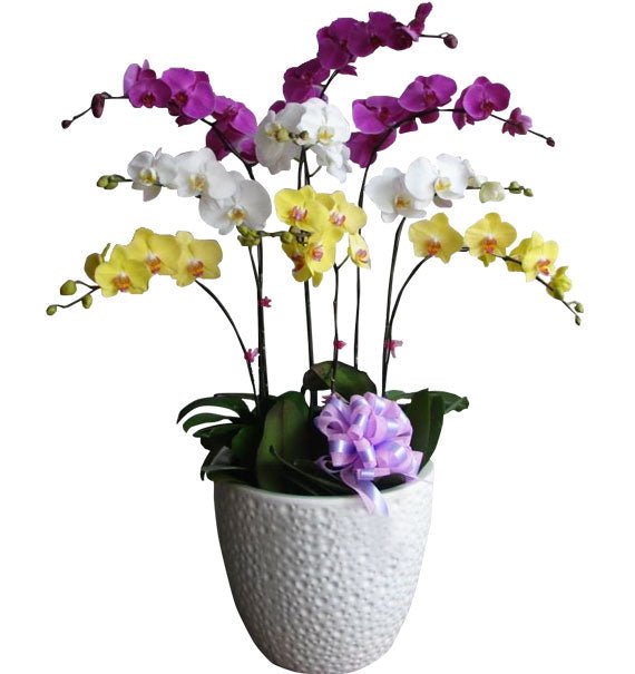 Hồng Phát Vạn Hoa