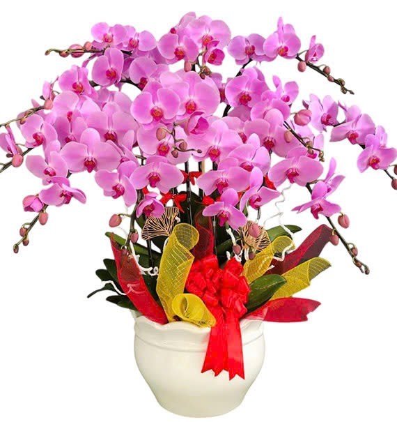 Hồng Phúc Ấm Êm