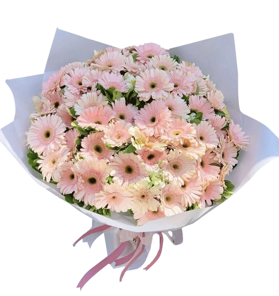 Hồng Sắc Nhẹ Nhàng