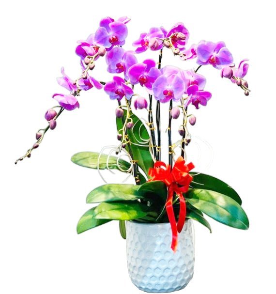 Hồng Tím Phú Qúy