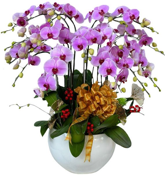 Hồng Tỏa Nhân Gian