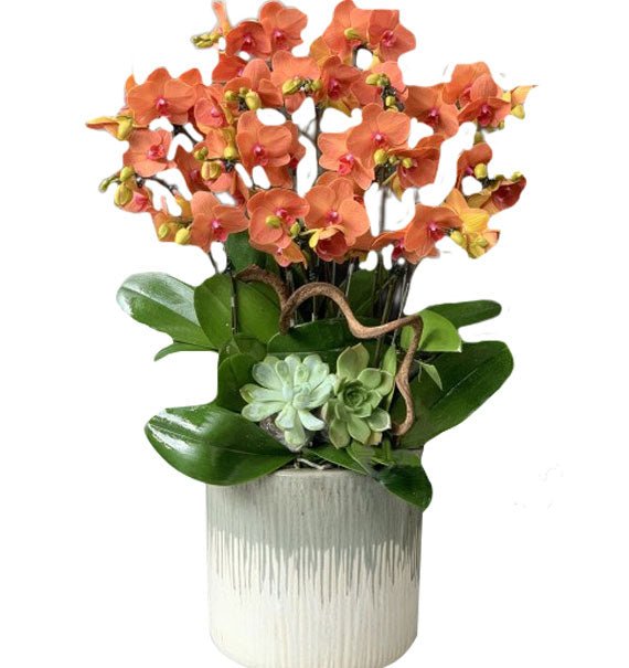 Hừng Đông Phát Lộc