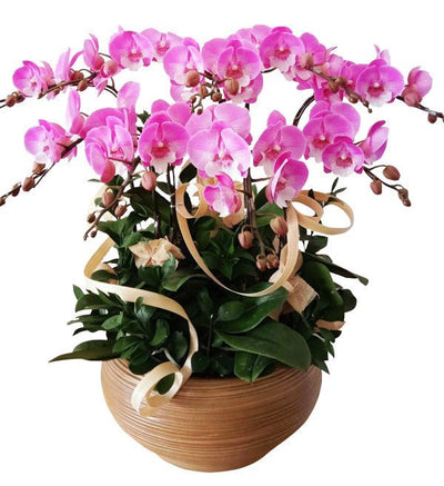 Hương Cửu Sắc