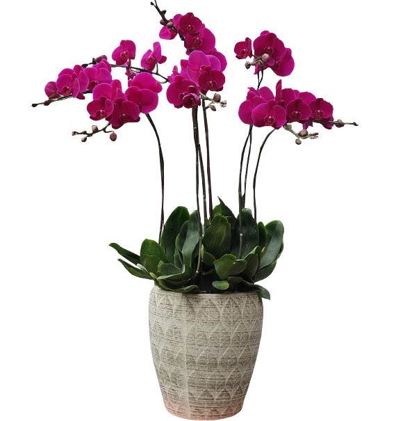 Hương Sắc Đong Đầy