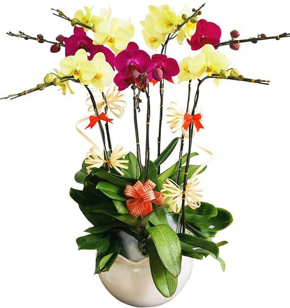 Hương Sắc Thịnh Vượng