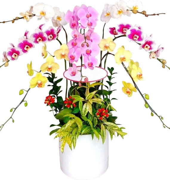 Khai Trương An Khang