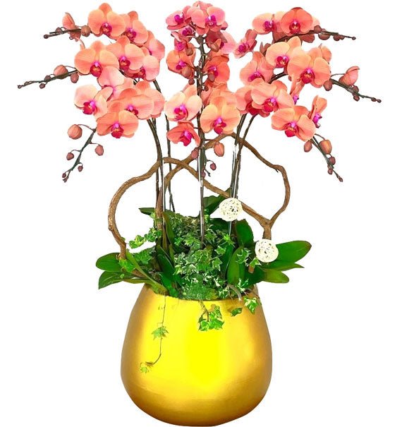 Khai Xuân Rực Sắc