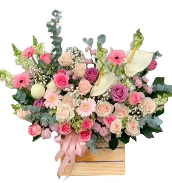 Khởi Đầu - Hoa Sài Gòn