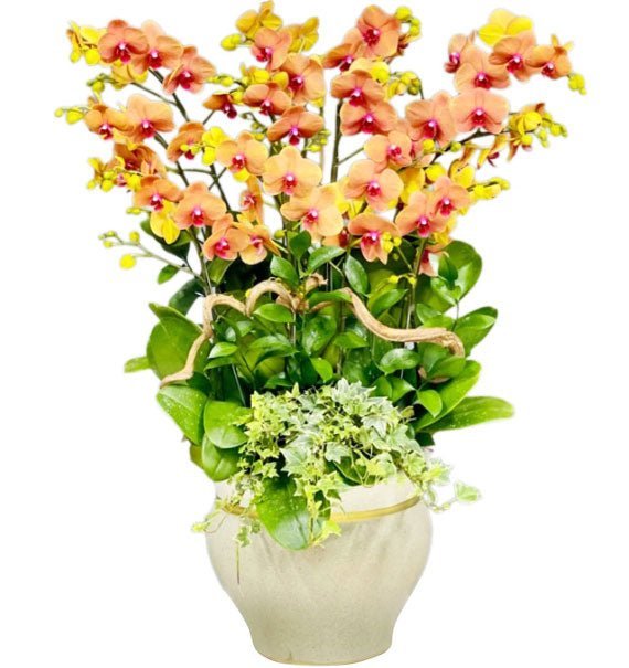 Khởi Sắc Bạn Hữu - Hoa Sài Gòn