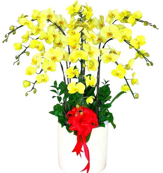 Kim Gia Vượng Khí