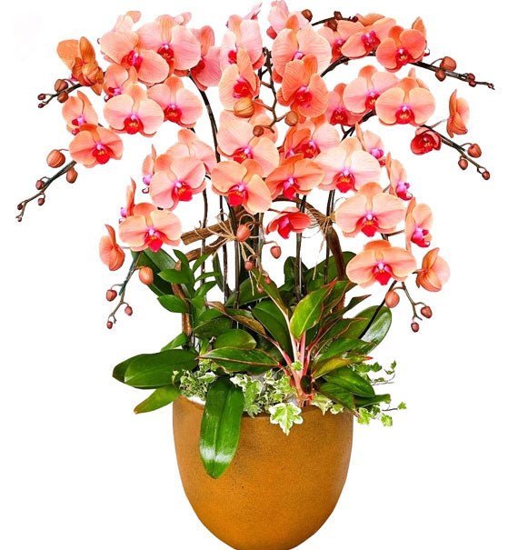 Kim Ngân Khai Lộc