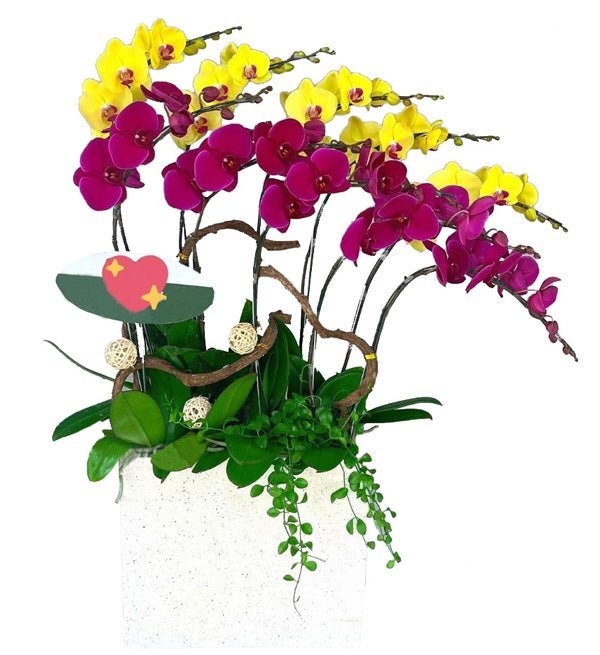 Kim Ngọc Toàn Vinh