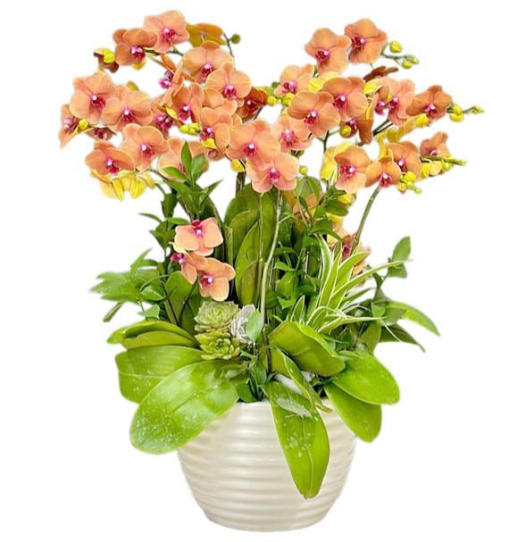 Lan Cam Tỏa Năng Lượng