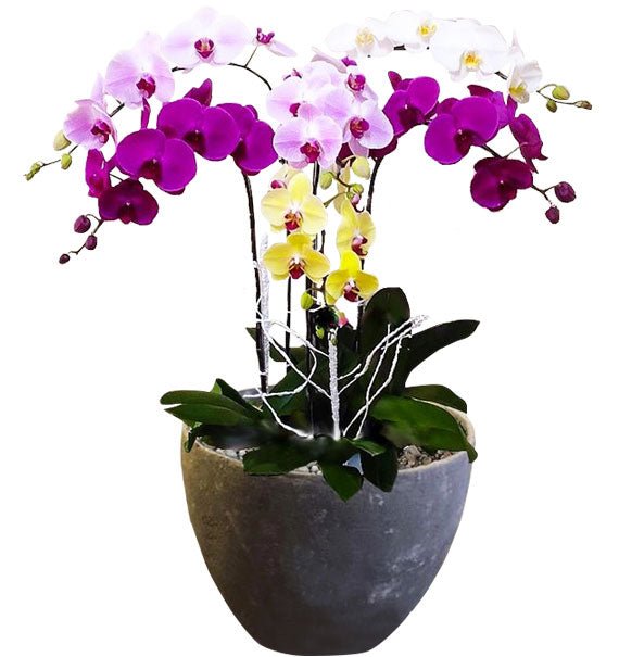 Lan Hồ Điệp Nhiều Màu 14 - Hoa Sài Gòn