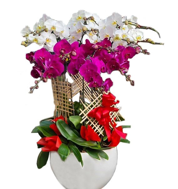 Lan Hồ Điệp Sinh Nhật 12 - Hoa Sài Gòn