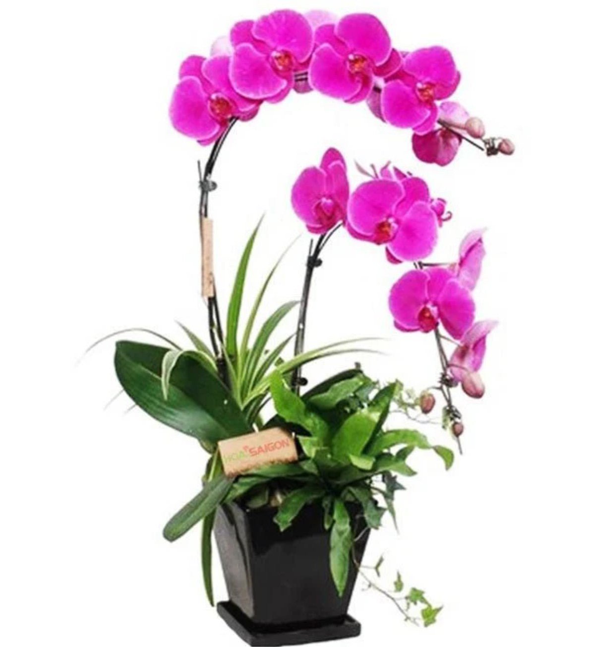 Lan Hồ Điệp Tặng Mẹ - Hoa Sài Gòn