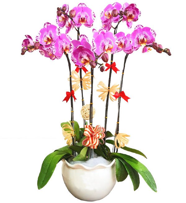 Lan Hồ Điệp Tím 12 - Hoa Sài Gòn