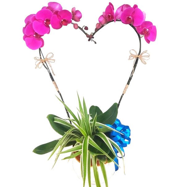 Làn hương Thanh Khiết