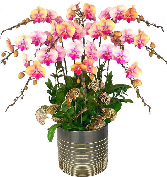 Lan Lộc Trọn Năm