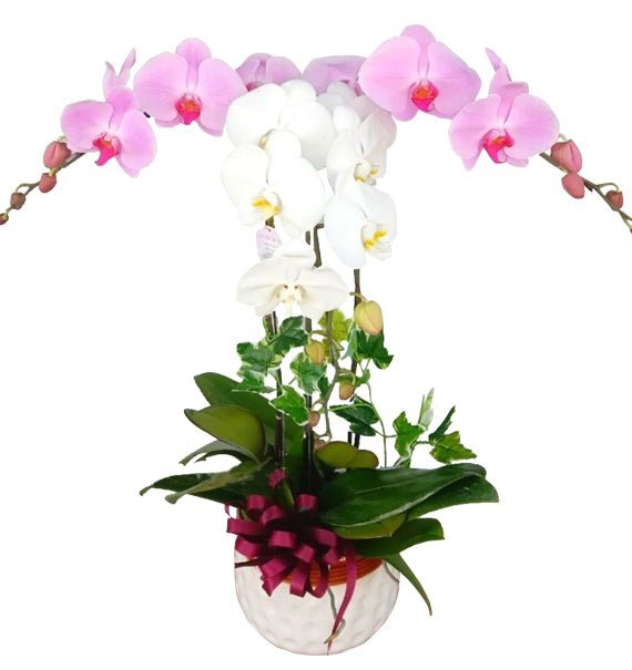 Lan Sắc Thành Công