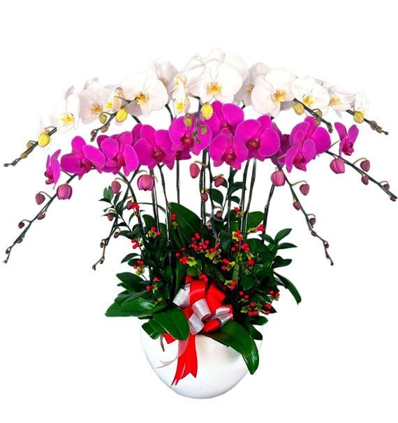 Lan Sóng Thành Công