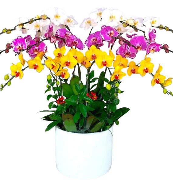 Lan Tài Vượng Khí