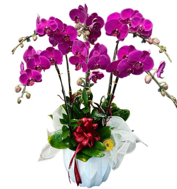 Lan Tím Trường Phát