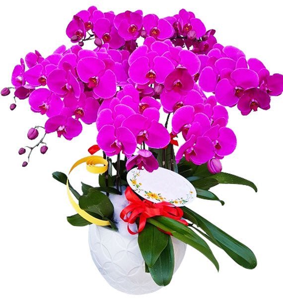 Lan Trường Cửu - Hoa Sài Gòn