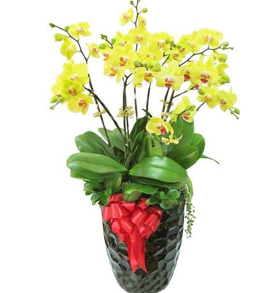 Lan Vàng Khai Phúc