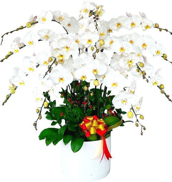 Lãng Mạn - Hoa Sài Gòn