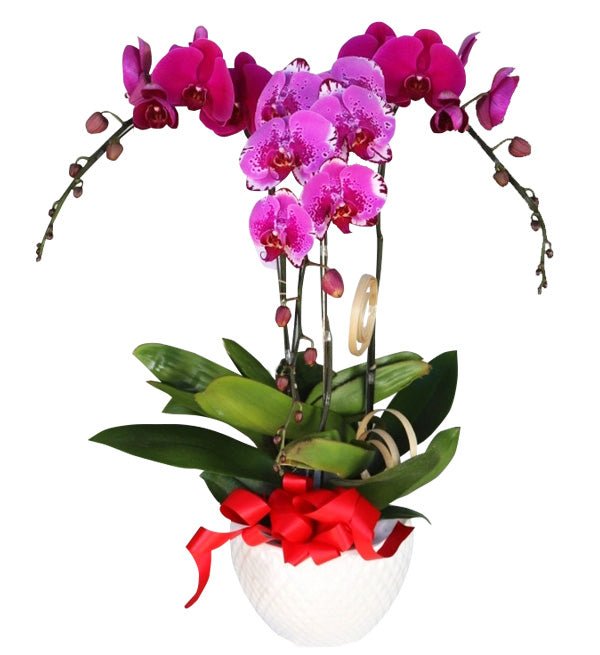 Lộc Nở Ba Miền