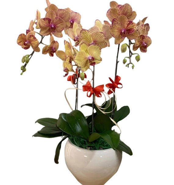 Lộc Thắm Hữu Tình