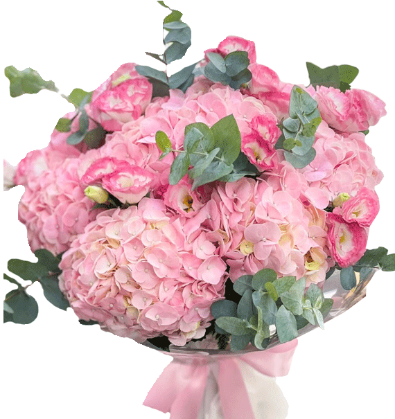 Lụa Hồng Nhẹ Gió