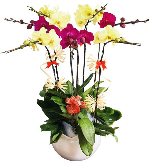 Lung Linh Tuổi Mộng