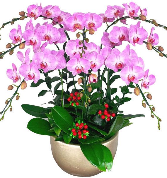 Mộng Hồng Sinh Nhật