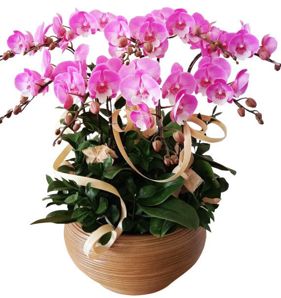 Mộng Tím Hoàng Hôn