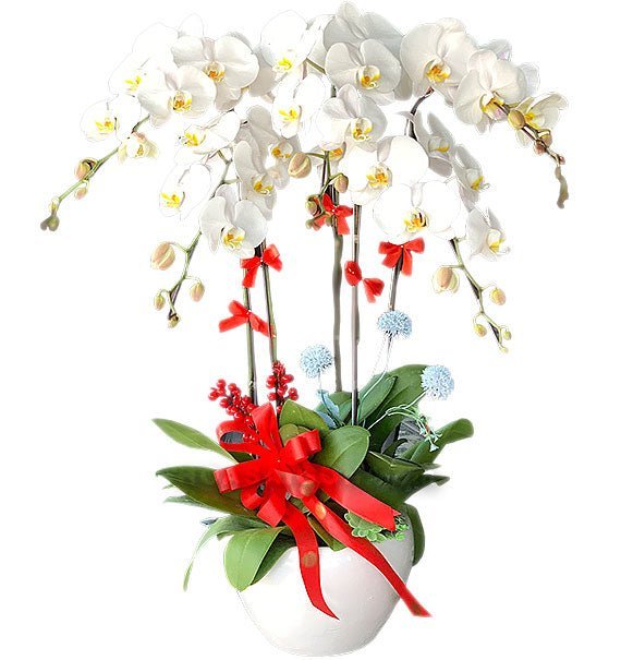 Một Sắc Hoa Bình Yên