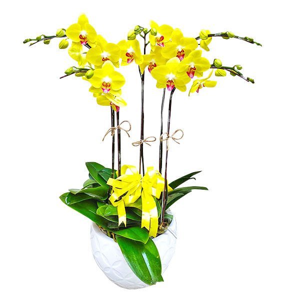 Năm Mùa Yêu Thương