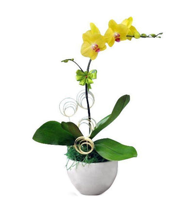 Nắng Mới Tuổi Hoa
