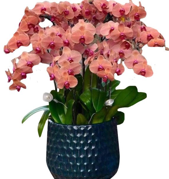 Nắng Nhẹ Đầu Thu