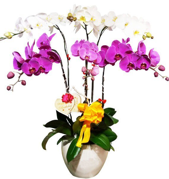 Ngàn Sắc Tỏa Hương