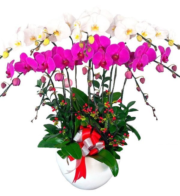 Ngọc Diệp Lan Tâm